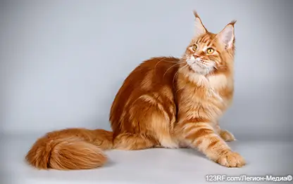 Рыжие породы кошек