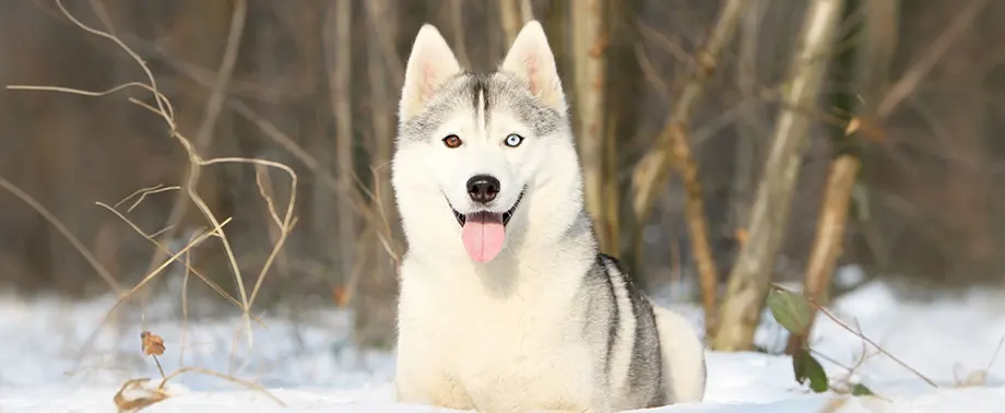 Сколько живут хаски