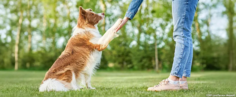 Почему собака — друг человека?