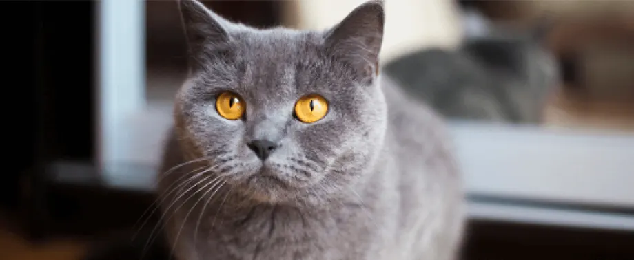 Сколько живут британские кошки