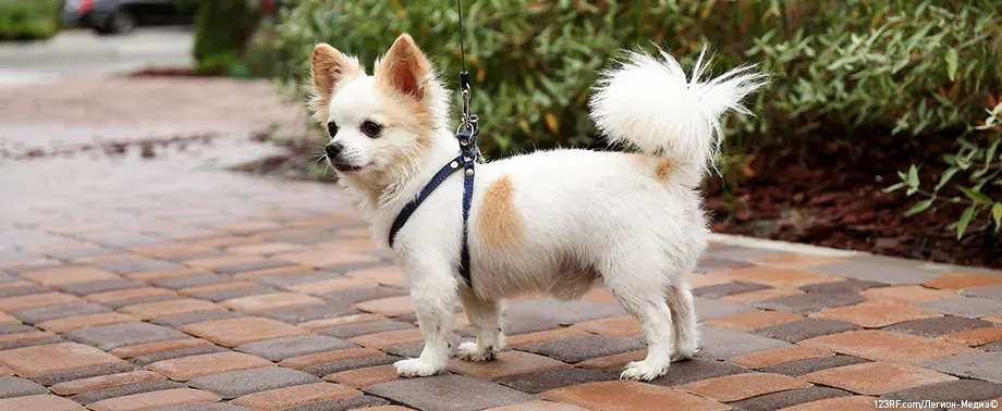 Почему собака дрожит без явной причины и что делать?