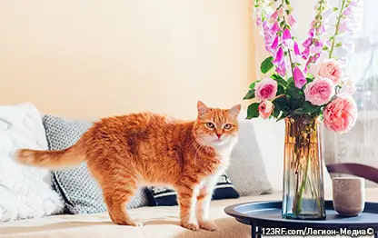 Почему кошка чешется?