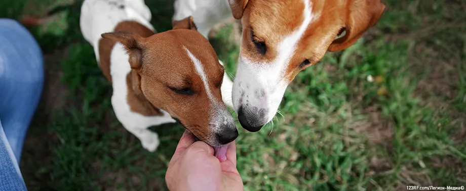 Можно ли кормить собаку детским питанием?