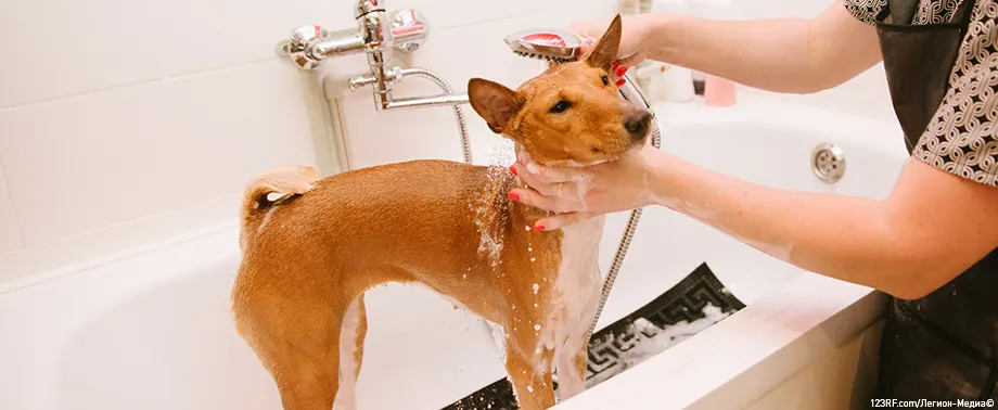 Чем мыть собак?