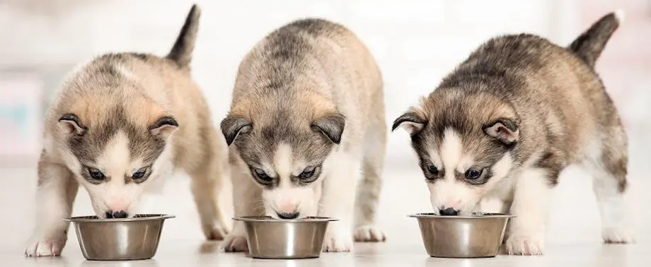 Чем кормить хаски?