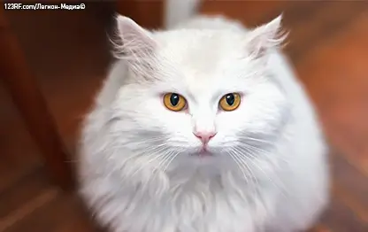 Пушистые породы кошек