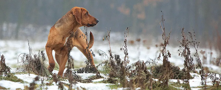Новые породы собак