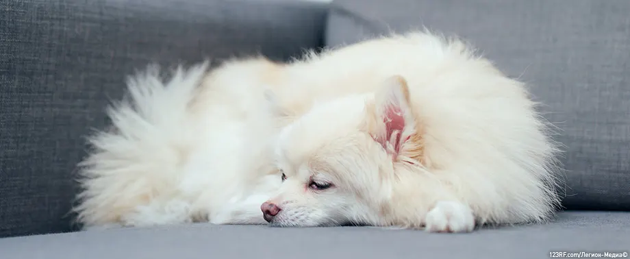 Чем кормить собаку без зубов?