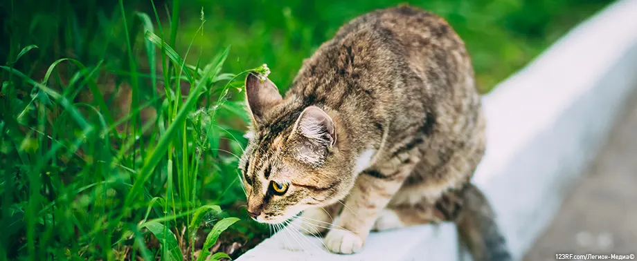 Почему кошки открывают рот, когда нюхают?