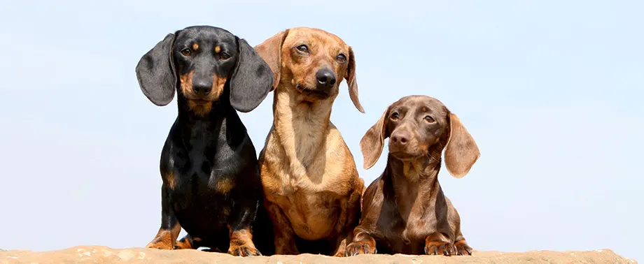 Сколько живут таксы