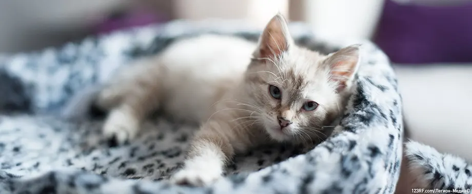 Можно ли оставлять котенка дома одного?