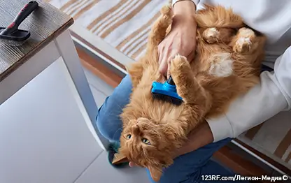 Перхоть у кошки