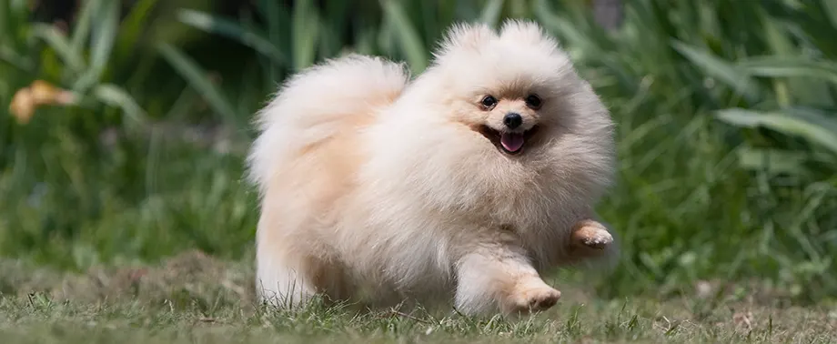 Сколько живут шпицы