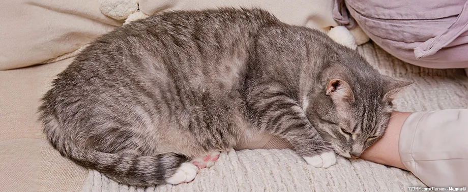 Почему кошка спит на человеке?