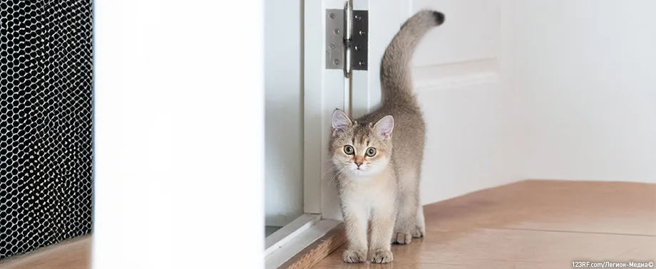 Как подружить кошку с котенком