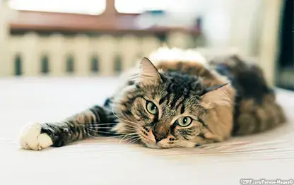 Перитонит у кошек