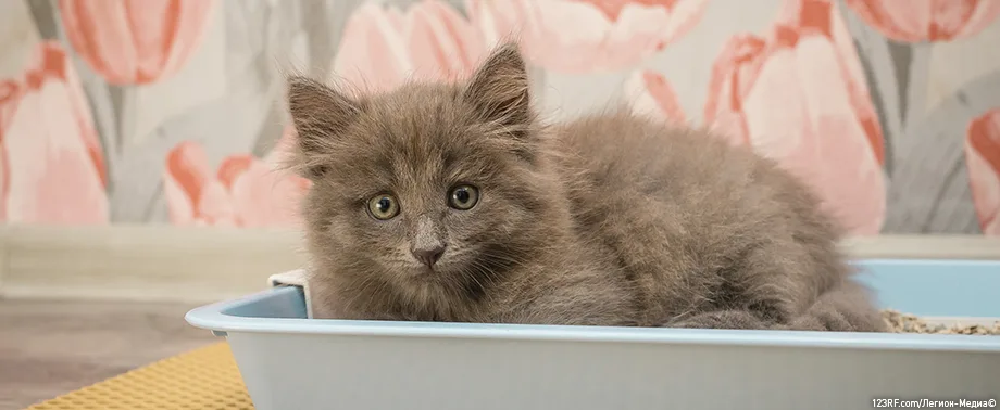 Какой наполнитель для котят лучше?