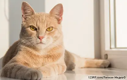 Почему кошка храпит?