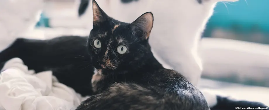 Сколько пальцев у кошки на передних и задних лапах?