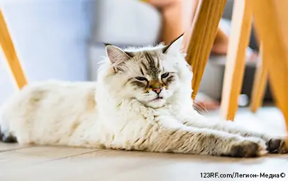 Конъюнктивит у кошек