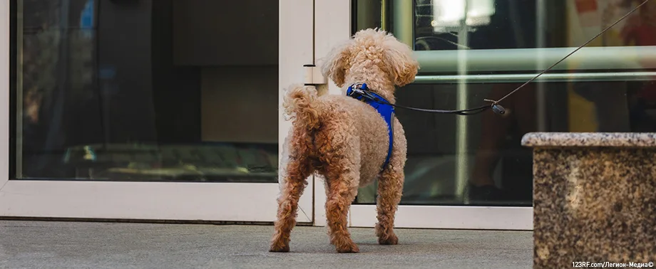 Можно ли с собакой в магазин?