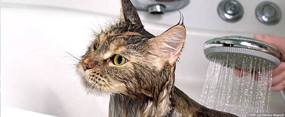 Можно ли мыть кошку человеческим шампунем?