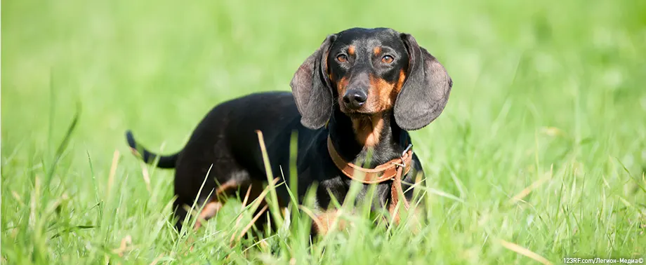 За сколько до прививки нужно дегельминтизировать собаку?