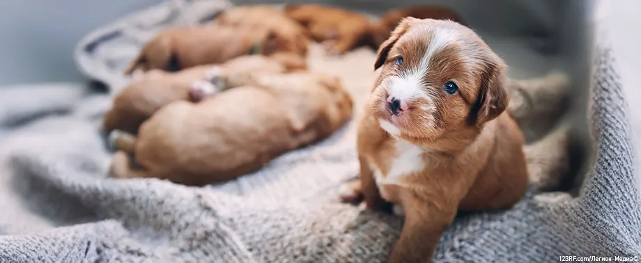 Когда открываются глаза у щенков