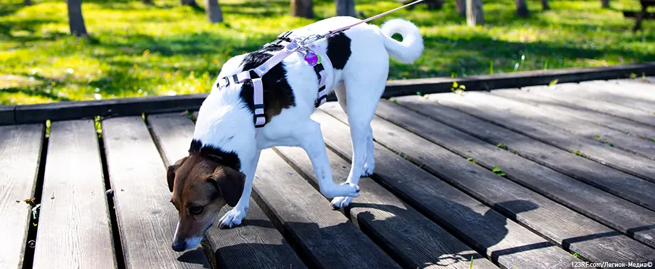 Что делать, если собаку укусила пчела или оса