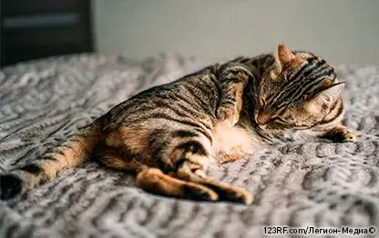 Акне у кошек