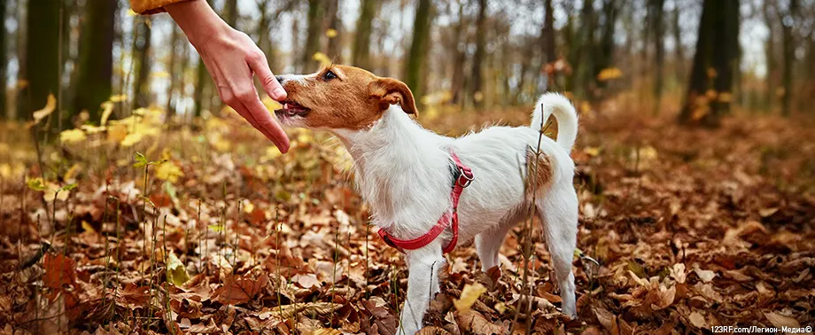 Что делать, если укусила собака?