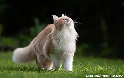 Почему кошка хромает?