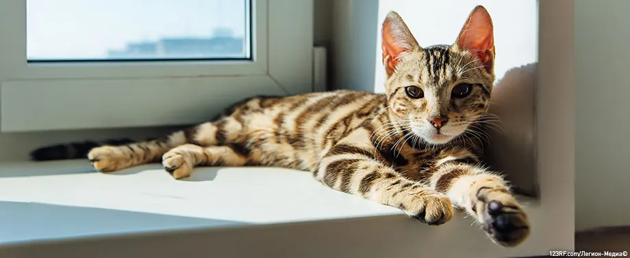 Сколько зубов у кошки?