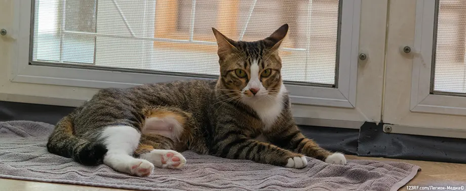 Как ухаживать за кошкой после кастрации (стерилизации)?