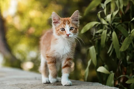 Подготовка дома к появлению котенка