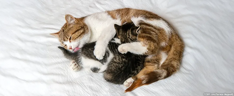 Как кошка ухаживает за котятами?