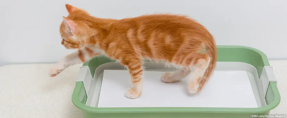 Как отучить кошку ходить не в лоток