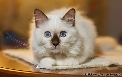 Что делать, если у кошки судороги?