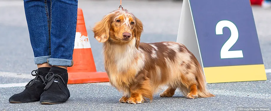 Выставка собак