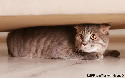 Стресс у кошки