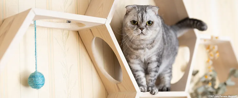 Что делать, если укусила кошка?