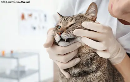 Стоматит у кошек