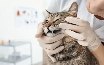 Стоматит у кошек