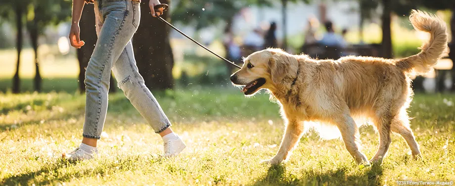Закон о выгуле собак