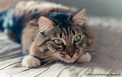 Чесотка у кошек