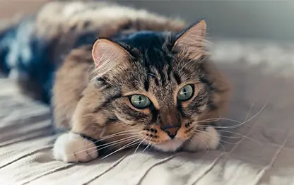 Чесотка у кошек