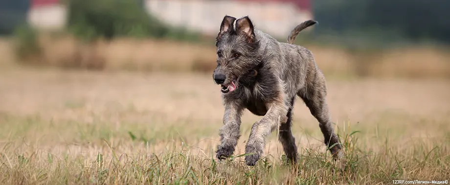 Синий язык у собак