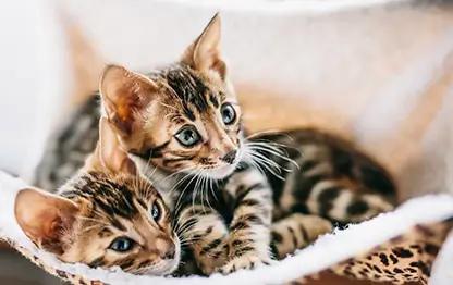 Власоеды у кошек