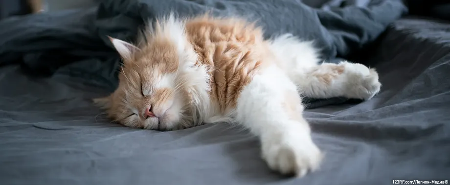 Почему кошка спит в ногах?