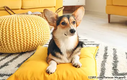 Катаракта у собак